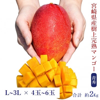 ◇宮崎県産完熟マンゴー[青秀] 合計約2kg(4～6玉)