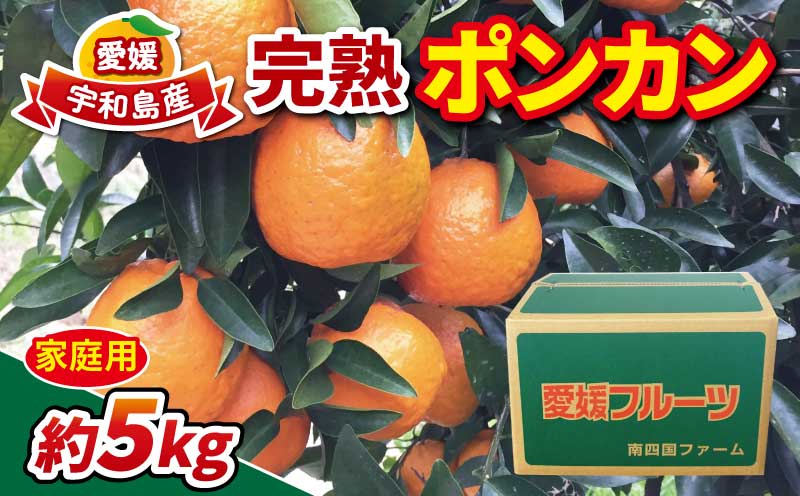 家庭用 完熟 ポンカン 約 5kg みかん 南四国ファーム ぽんかん ミカン 果物 フルーツ 柑橘 蜜柑 mikan くだもの かんきつ 美味しい 甘い コク 酸味 愛媛ミカン 愛媛みかん 愛媛県産 