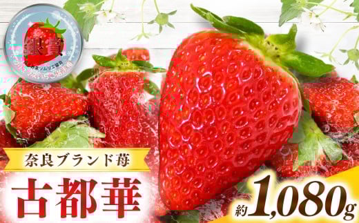 甘くて高級 奈良県産ブランド「 古都華 （ ことか ）」 4パック （約 1080g ）| フルーツ くだもの 果物 いちご イチゴ ことか コトカ 古都華 高糖度 旬 2月 3月 4月 5月 順次発送 LIP～幸せいちご園～ 産地直送 農家直送 お取り寄せ 送料無料 グルメ フレッシュ 果実 新鮮 ブランド苺 ストロベリー 冷蔵 糖度 減農薬栽培 濃厚 贅沢 奈良県 五條市