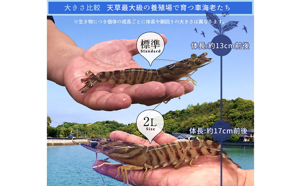 天草産活車海老 700g 大