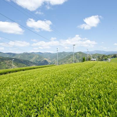 ふるさと納税 静岡市 【新茶】静岡市産ほんやま茶ティーバッグ15個×2袋(合計30ティーバッグ) |  | 03
