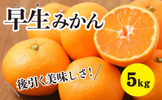 みかん【先行受付】【2025年11月以降発送】甘いだけじゃない！甘みと酸味の 早生みかん ＜約5kg＞ 広島 三原 佐木島 鷺島みかんじま 017014 