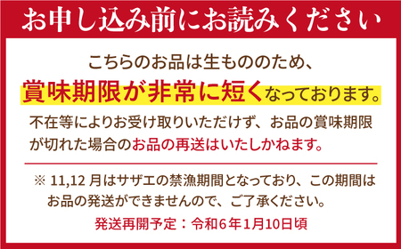 【6回定期便】平戸産を活きたまま天然活サザエ計10.8kg（約1.8kg×6回）【株式会社ひらど新鮮市場】[KAB163]/ 長崎 平戸 魚介類 天然 サザエ 定期便