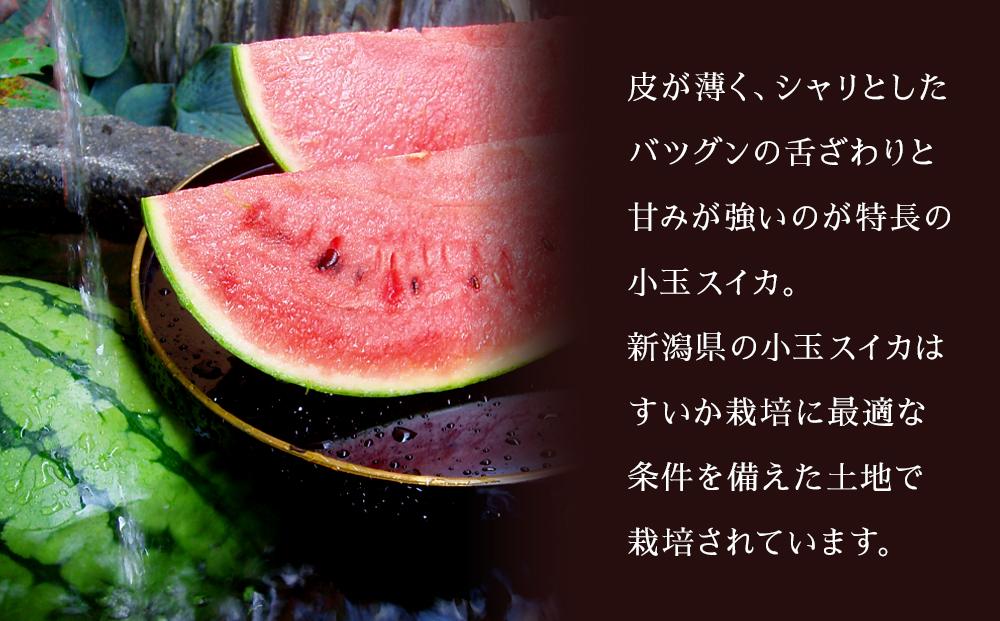 新潟県産小玉スイカ２玉