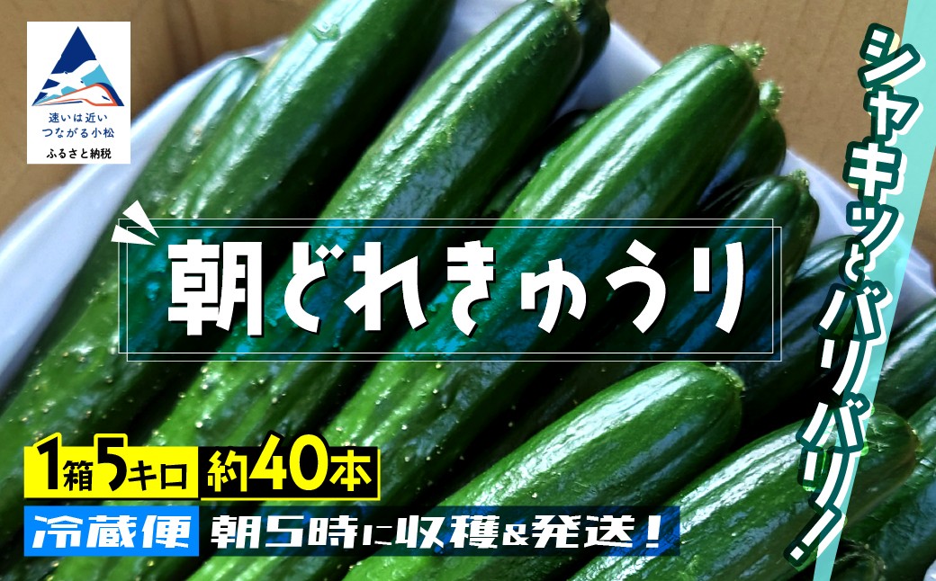 
            きゅうり 約5kg 約40本 朝獲れ 夏野菜 胡瓜 キュウリ 【JA小松市】
          