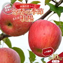 【ふるさと納税】 【令和6年産先行予約】 〈訳あり品 家庭用〉 りんご 「涼香の季節または秋陽」 約10kg (28～40玉) バラ詰め 《令和6年9月下旬～10月中旬発送》 『マルタニ農園』 リンゴ 山形県 南陽市 [1917]