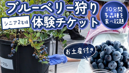 ブルーベリー狩り 体験チケット 《シニア２名様プラン お土産付き》  [DZ011sa]