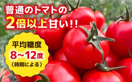 【先行予約】フルティカ 2kg (1kg×2箱) 【2025年10月下旬以降順次発送】糸島市 / かわぞえ農園 [AAM006] トマト とまと 野菜 やさい フルティカ 中玉トマト フルーツトマト フルーツ