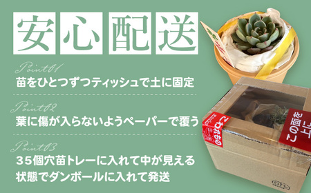 多肉植物 苗 35個セット 福岡 八女 広川 観葉植物 植物 はち インテリア 鉢植え 園芸用品 室内栽培 水やり ガーデニング 広川町/plantsfunshopnatur[AFAT009]