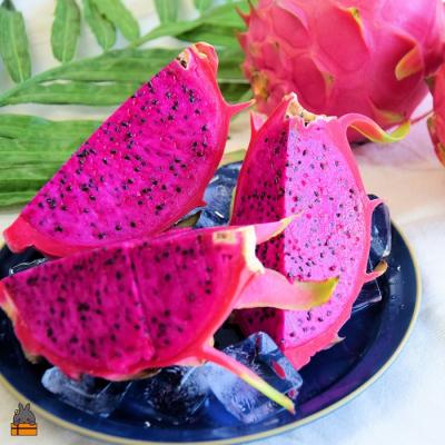 ふるさと納税 徳之島町 〜ルビーの輝き〜プレミアムドラゴンフルーツ“徳之島宝赤”(1kg〜1.5kg) |  | 01