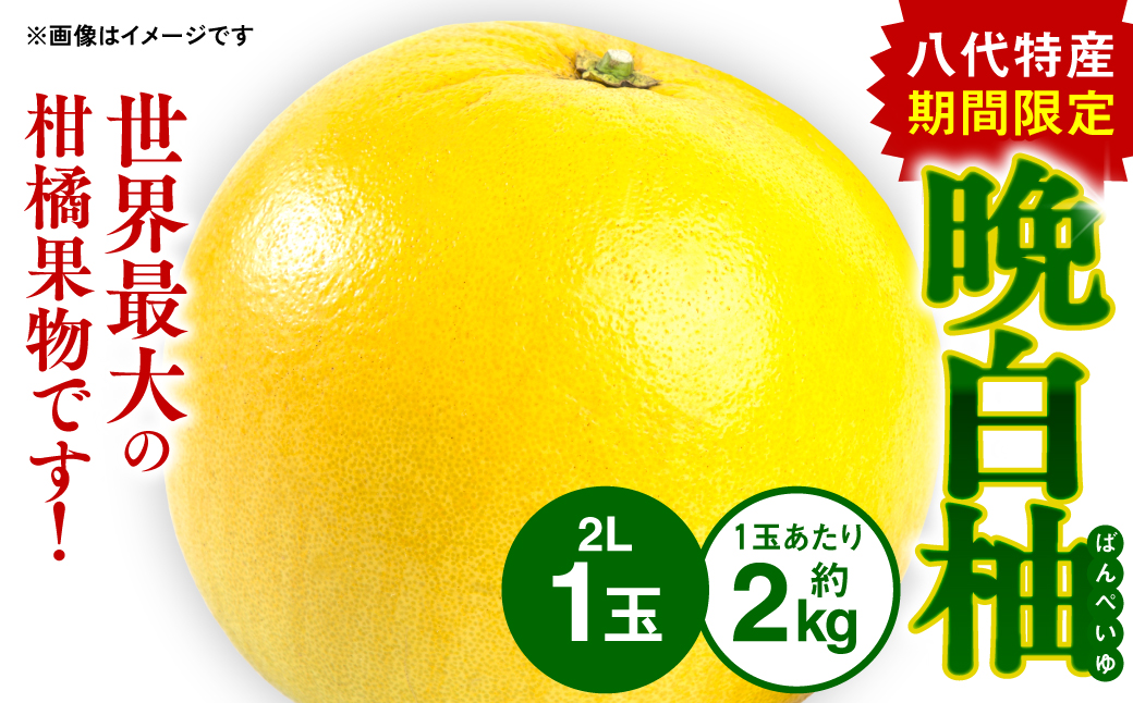 八代特産 晩白柚（ばんぺいゆ）2Lサイズ(約2kg)×1玉 柑橘 果物 フルーツ 熊本県産 ばんぺいゆ フルーツ 柑橘 特産品