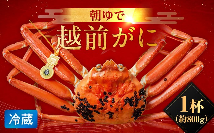
                  【先行予約/11月7日より順次発送】朝ゆで 越前がに1杯　【800g】 / ずわいがに 蟹 ズワイガニ 小浜市 / 小浜海産物 【配送不可地域：北海道・沖縄・離島】  [BFAA002] 
                