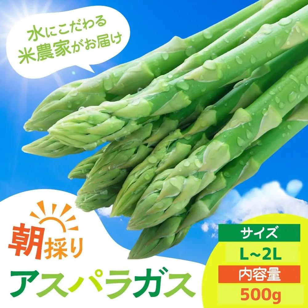 お米農家がつくったアスパラガス L~2L 500g 飛騨市 池本農園 アスパラガス