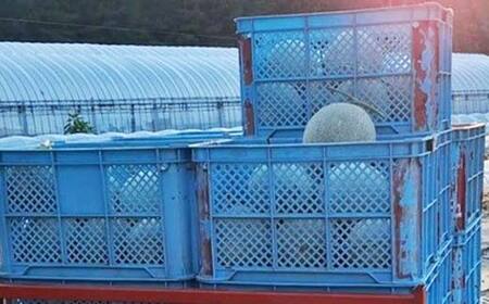 《2025年 先行予約》 ワッツ・ワッツ・ファームのジューシー大玉メロン 4玉 果物 フルーツ FSY-2204