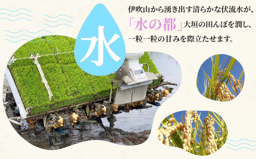玄米＼11月より順次お届け／令和7年産 新米 10kg 玄米 単一原料米 れんげ ハツシモ 岐阜美濃の誇り れんげ育ちのハツシモ 米 新米 ごはん 白米 精米 お米 大黒屋 岐阜県 大垣市 10kg