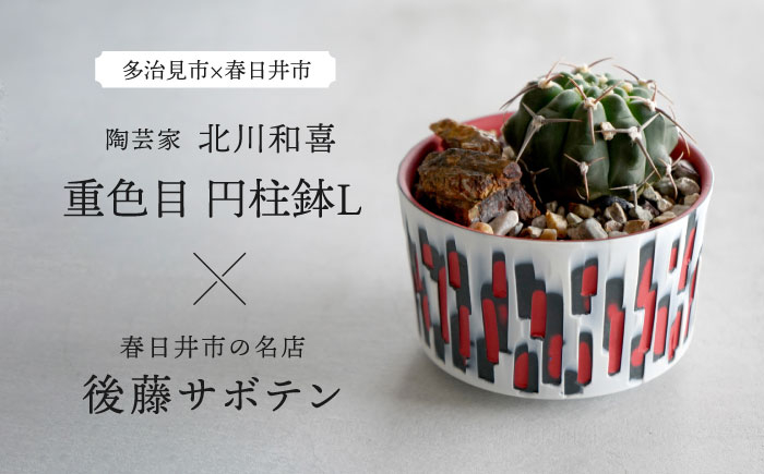 
            多治見市×春日井市コラボ 【美濃焼】 陶芸家「北川和喜」 重色目 円柱鉢L × 【日本有数のサボテンの生産地】 春日井市の名店 後藤サボテン 【井澤コーポレーション】 [TBP175]
          
