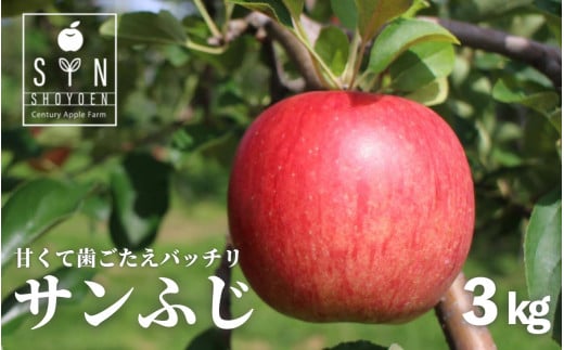 【 令和7年産 先行予約 】【ご贈答にも】 松陽園 樹上完熟 りんご サンふじ 3kg  岩手県遠野市  【2025年11月中旬ごろから発送予定】 農家直送