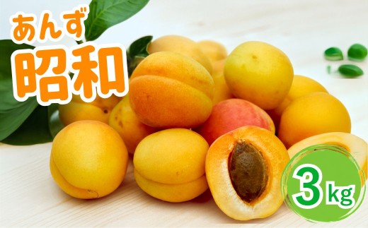 【2027年先行予約】あんず 昭和(長野県オリジナル品種) 約3kg バラ詰 | 杏子 アプリコット 千曲市産 長野県 信州