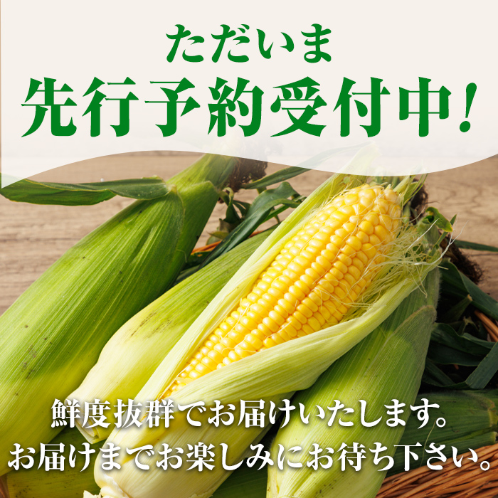 ＜期間限定＞天塩川源流スイートコーン ゴールドラッシュ (10本) 【2026年8月下旬より順次発送】北海道産 北海道 士別市 とうもろこし トウモロコシ とうきび コーン 野菜 産地直送 【三栄アグ