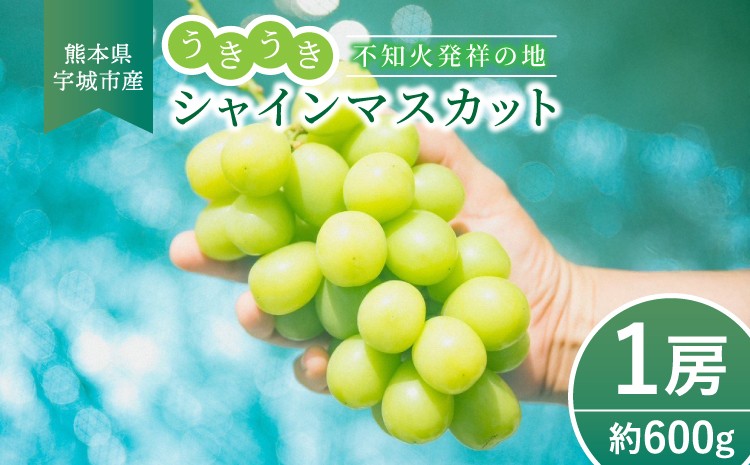 
            シャインマスカット うきうき シャインマスカット 1房 約600g  【2025年7月下旬より順次発送】  ぶどう 大粒 高級 ブドウ 葡萄 マスカット 宇城市産 熊本県産 九州産 国産 冷蔵 不知火発祥の地 
          