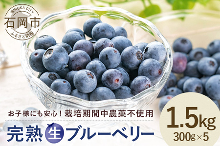 【 2026年 先行予約 】元気に育った ブルーベリー 1.5kg 生 ( 300g 5パック ) 農薬 栽培期間中 不使用 果物 フルーツ 新鮮 1.5キロ 手摘み 国産 産地直送 農家直送 産直 個包装 小分け くだもの スムージー ジャム ヨーグルト デザート 茨城 茨城県 石岡市 (A11-003)