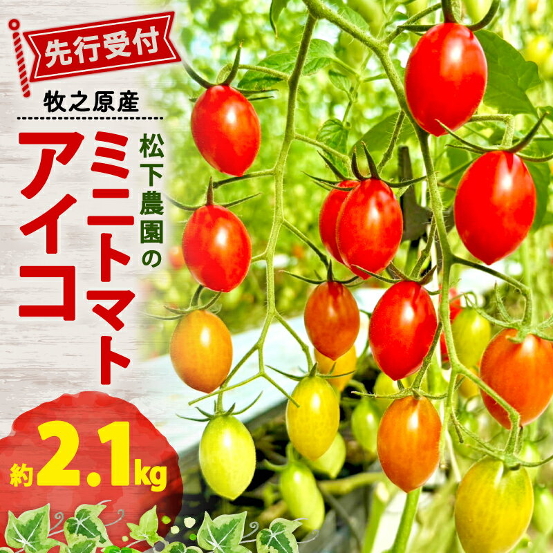 【ふるさと納税】 松下農園 の ミニトマトアイコ 2.1kg 2026年1月中旬から発送 ミニトマト アイコ とまと トマト 夏 新鮮 野菜 完熟 サラダ 農家直送 松下農園 牧之原トマト 静岡トマト しずおか農林水産物認証制度 牧之原市 静岡県