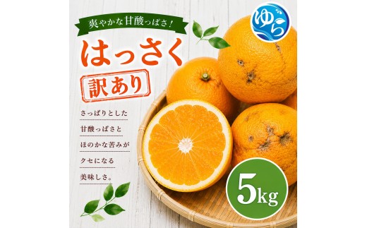 
                  和歌山県産 はっさく 訳あり 5kg  サイズおまかせ / 八朔 ハッサク 柑橘 果物 和歌山 ※2027年2月中旬～3月中旬に順次発送予定 ※北海道・沖縄・離島配送不可 【eiw021-c-5】
                