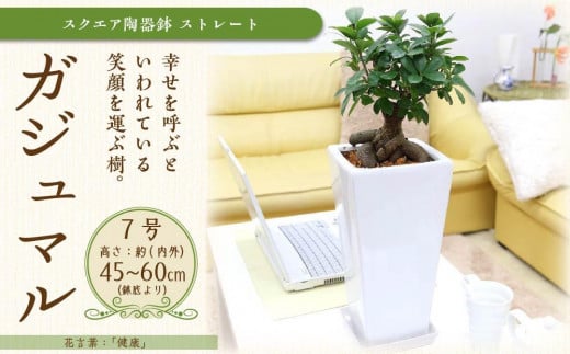 【観葉植物】幸せを見守る樹 ガジュマル 7号 スクエア陶器鉢 ストレート 高さ:約45cm～60cm内外 【観葉植物 植物 鉢付 インテリア 部屋 室内 オフィス 癒し エコ グリーン マイナスイオン リラックス オシャレ おしゃれ ギフト プレゼント 贈り物 人気 おすすめ  福岡県筑前町 送料無料 AG027】