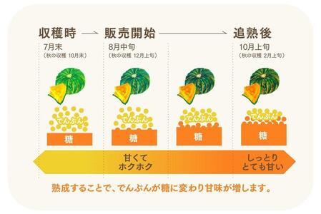 特別なかぼちゃ ikkaプレミアム【8月-9月発送】｜新潟　新潟県　カボチャ　かぼちゃ　南瓜