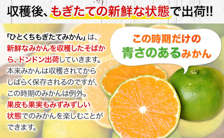 訳あり みかん ひとくちもぎたてみかん 約10kg (10kg×1箱)  S-3Sサイズ みかん 訳ありみかん ご家庭用みかん 熊本県産みかん （荒尾市産含む）  期間限定 フルーツみかん 秋 旬 柑