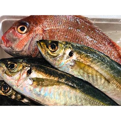 ふるさと納税 八幡浜市 竹中水産の一押し「お手軽鮮魚」1キロ前後【C22-235】 |  | 01