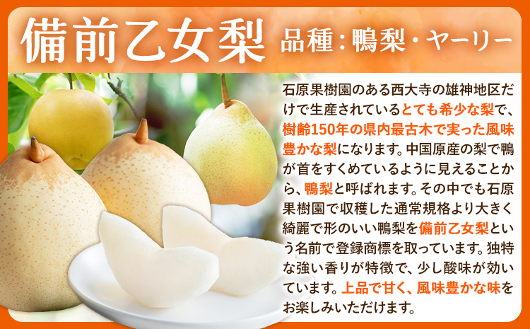 詰め合わせ3㎏箱赤秀 横綱梨1玉(1～1.5㎏玉)・乙女梨３～5玉 石原果樹園 フルーツ 果物 新鮮《2026年11月中旬-12月下旬頃より発送予定》岡山県 浅口市 果物 フルーツ 梨 詰め合わせ あ