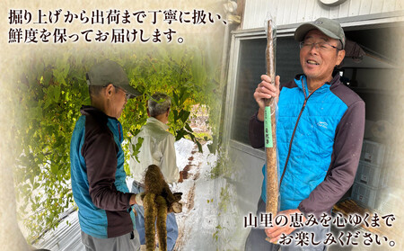 ＜自然薯 約1kg＞ 野菜 やさい 山芋 長芋 いも とろろ じねんじょ 国産 愛媛県産 とろろご飯 とろろ汁 料理 ノムランド 愛媛県 西予市【常温】『2026年1月中旬～3月末迄に順次出荷予定』N