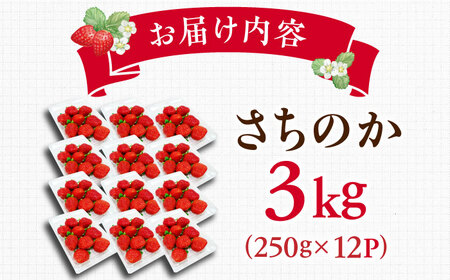 【2025年発送分 先行予約】【ビタミンC豊富な濃厚いちご】さちのか 3kg（250g×12パック） / 苺 イチゴ いちご フルーツ 果物 / 佐賀県 / さかもとさんの畑[41ABAA010]