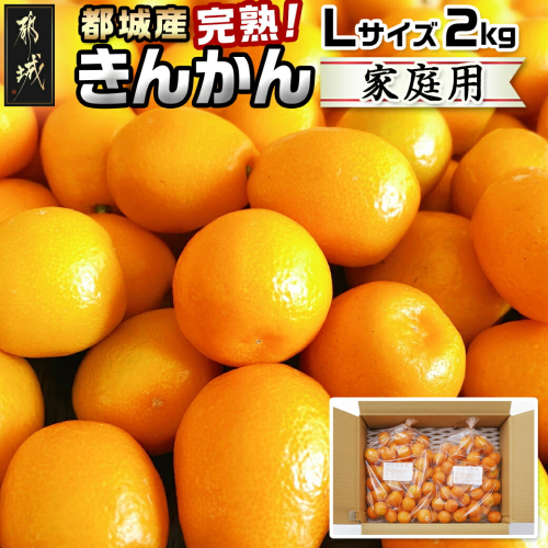 【先行受付！】【2月～3月お届け】都城産完熟きんかん 家庭用2kg (Lサイズ)_11-B503