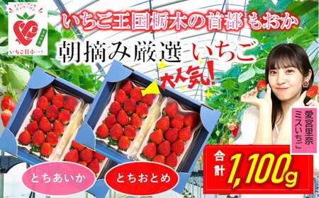 【1月発送】いちご とちおとめ・とちあいか 食べ比べ 500g