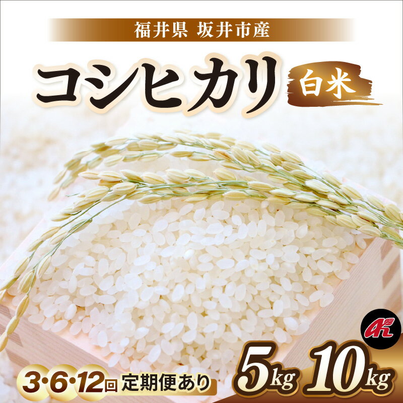 【ふるさと納税】【先行予約】【令和8年産・新米】 坂井市産 コシヒカリ (アグリ川崎) 5kg〜 【選べる内容量・発送回数】 【2026年10月以降順次発送予定】 定期便 5キロ 10キロ 5kg 10kg 3ヶ月 6ヶ月 12ヶ月 米 お米 こめ お米 精米 ブランド米 こしひかり 国産