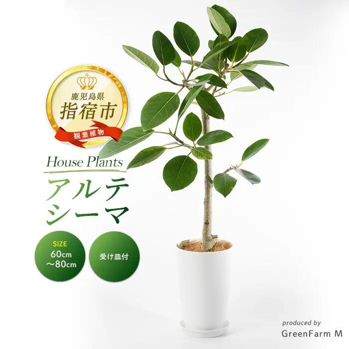 2026年9月上旬～発送【観葉植物】アルテシーマ幹朴60cm～80cm Green Farm M IB075-002 ※北海道・沖縄・離島配送不可