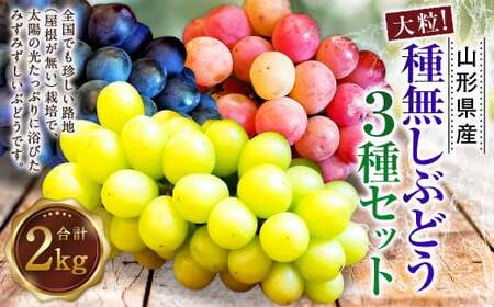 たっぷり日光を浴びたみずみずしい 種無しぶどう3種セット （シャインマスカット＋旬なぶどう） 2kg 【2025年9月下旬～10月上旬に順次発送予定】