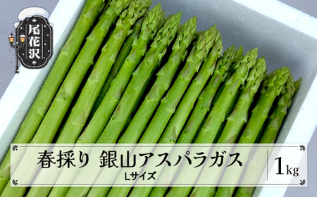 春採り 銀山アスパラガス Lサイズ 1kg 令和8年産 nk-vga1x1
