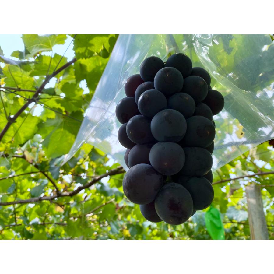 ＜Bonchi＞甲州市産 種無し大粒巨峰 2房入り　1kg 自然農法