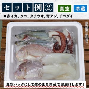 鮮魚詰合せ！ 朝どれの鮮魚を産地直送で！ 新鮮な海の幸(鮮魚)の詰合せ【A-585H】