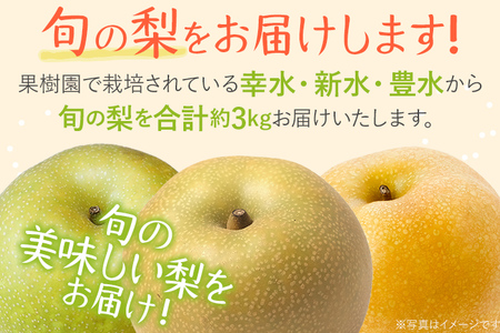 期間限定 松木果樹園の旬の梨 約3kg 7月下旬～9月上旬に順次出荷予定 幸水 新水 豊水 農家直送 樹上完熟 甘い ジューシー フルーツ 果物 果汁 ギフト 福岡県 福岡 九州 グルメ お取り寄せ