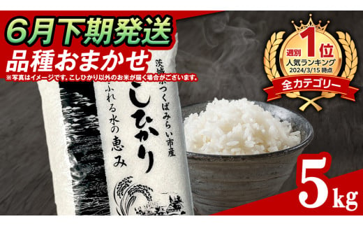 【 6月下期発送 / 数量限定 】茨城県産 精米 5kg (品種おまかせ） 令和6年産 こしひかり 米 コメ こめ 単一米 限定 茨城県産 国産 美味しい お米 おこめ おコメ