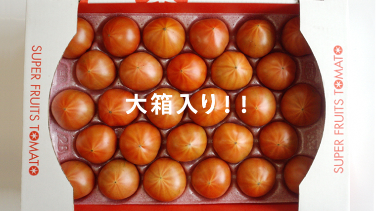 《 2027年 収穫分 》4～5月配送 スーパーフルーツトマト 大箱 約2.6kg × 1箱 (20～35玉/1箱) 糖度9度以上 先行予約 茨城県 桜川市 KEK 国産 トマト フルーツトマト ブラ