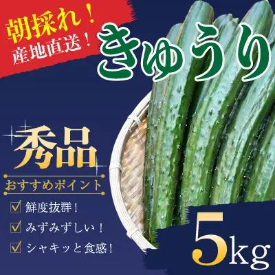 東浦農園の朝採れ新鮮きゅうり　秀品 約5Kg　 清流日和佐川の恵み　産地直送