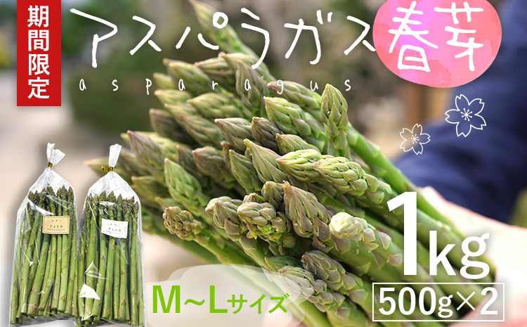 
予約受付 アスパラガス 春芽 M~Lサイズ 1kg（500g×2） 野菜 2025年3月頃より順次発送 農家直送 福岡 九州 グルメ お取り寄せ
