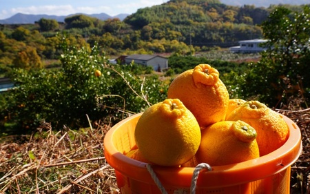 不知火 希少な樹上完熟！ 秀品大玉 6個入 (約2kg)　【2025年2月下旬頃より発送】【KT2】