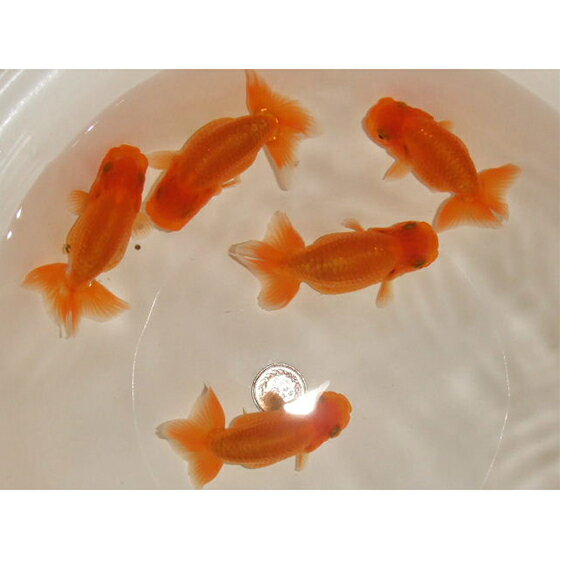 らんちゅう 5匹　【生き物・らんちゅう・5匹・金魚】