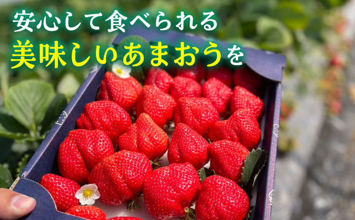 【先行予約】津田くん農園のあまおう 1㎏ 【2025年1月-2月発送】《豊前市》【株式会社くしだ企画】苺 いちご あまおう [VDG001]